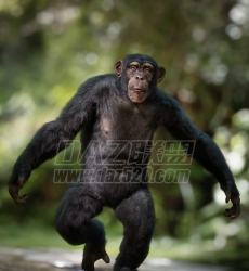 Anthropomorphs C Chimpanzee for Genesis 8 Male 83182~